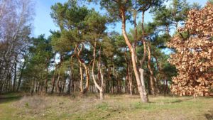 Lehnin Gohlitzsee